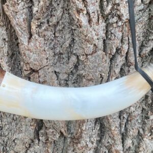 Premium Polished Horns